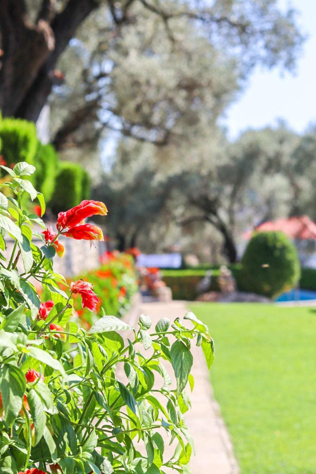 Hilja's Oliven Garden Bungalows Ulcinj Exteriör bild