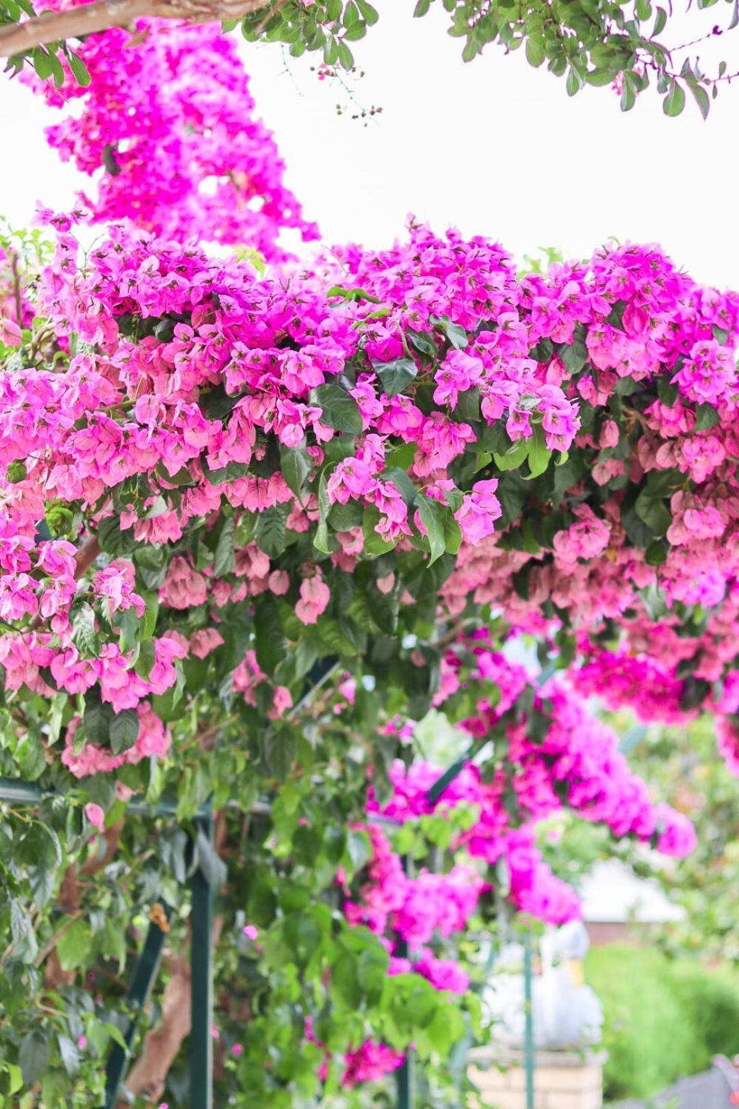 Hilja's Oliven Garden Bungalows Ulcinj Exteriör bild